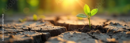 A single seed sprouting from cracked earth, reaching towards sunlight, symbolizes resilience and the potential for new growth and a brighter future , overcoming, adversity, earth