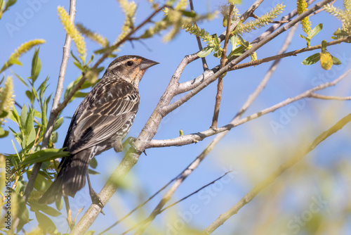 Wild red-winged blackbird in a park in Colorado. photo