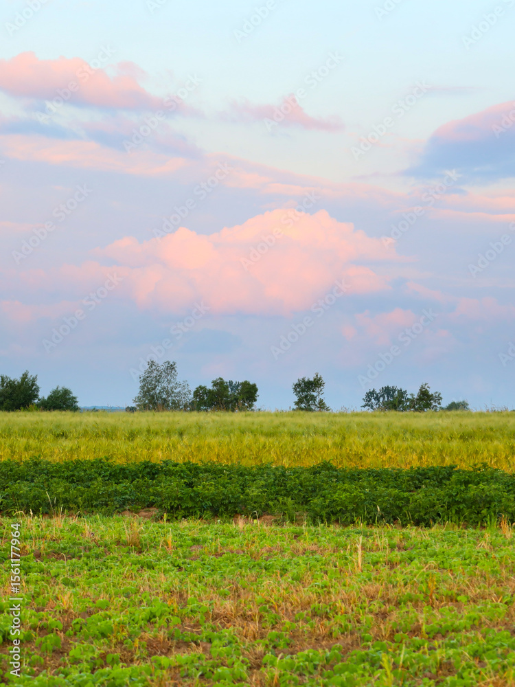 Obraz premium A rural landscape where colorful fields stretch under a soft sky with pink clouds. This image is perfect for showcasing agriculture, natural beauty, and the tranquility of a summer evening.