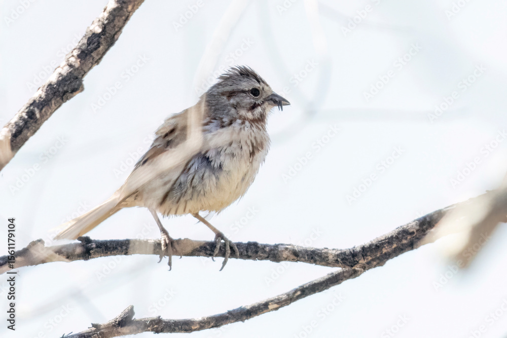 Naklejka premium A wild song sparrow in a park in Colorado.