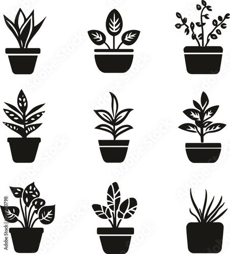 set of plants in pots