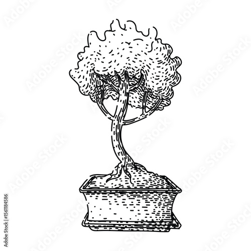 fertilizer bonzai tree sketch hand drawn black