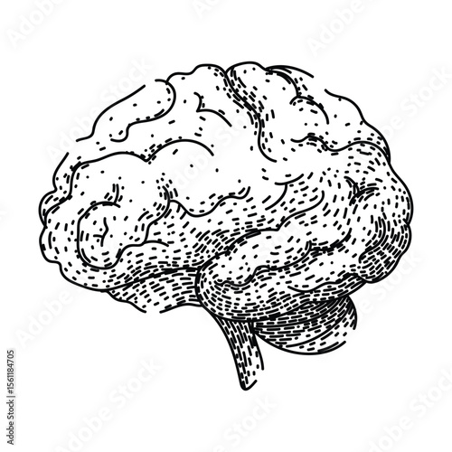 neurons brain sketch hand drawn vector