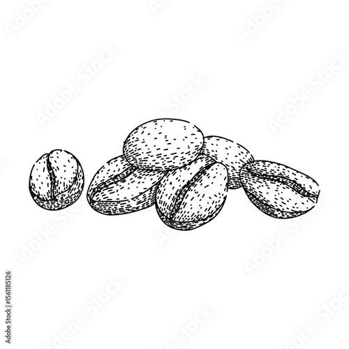 grind cofeee bean sketch hand drawn vector