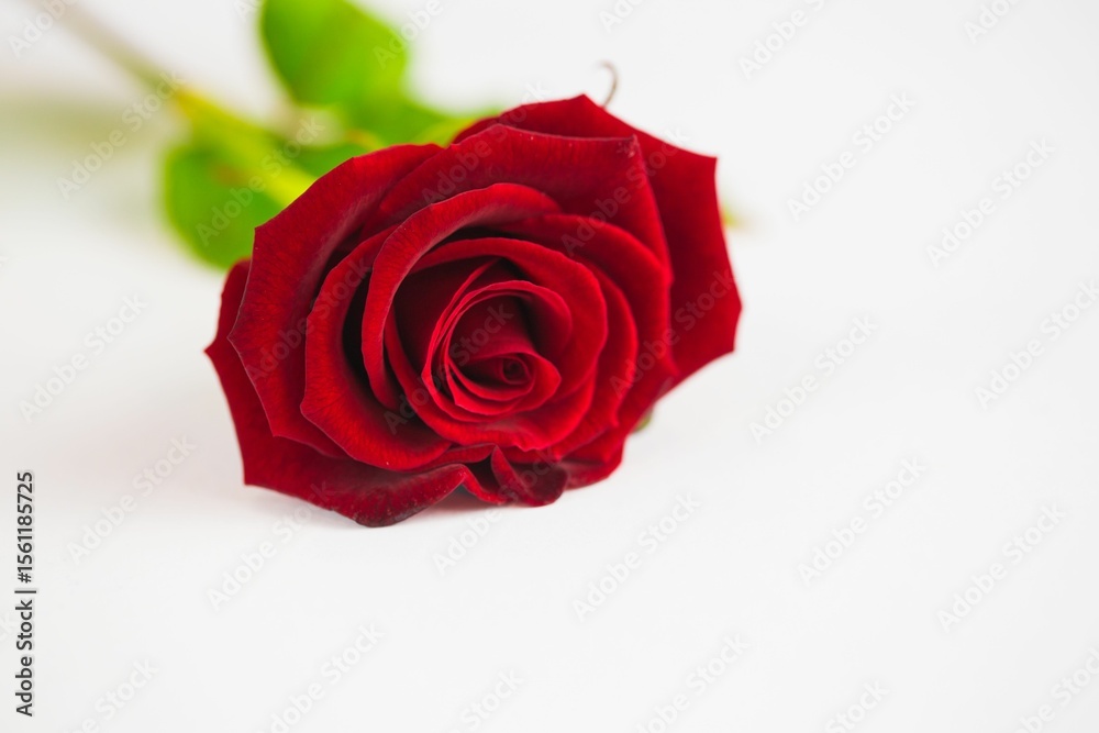 Fototapeta premium Close-up of red rose against white background