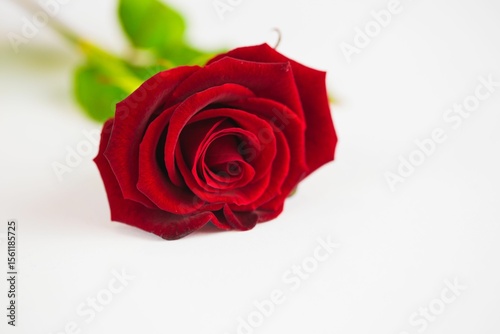 Close-up of red rose against white background