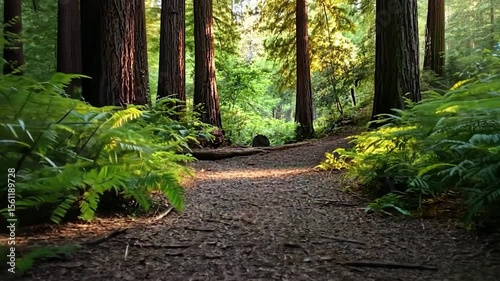 Pathway through sunlit forest with tall trees and vibrant green foliage. Sunlight filtering creates a warm, inviting atmosphere. Peaceful nature scene. Focus on the path and natural elements