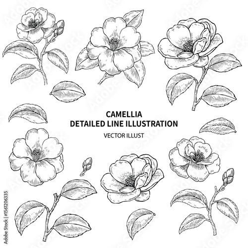 Camellia Flower Line Art Set – Hand Drawn Botanical Vector Illustration
