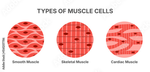 Types of human muscle tissues and cells, featuring anatomical structures including smooth, skeletal, and cardiac muscles. Educational medical diagram vector illustration of muscle cell anatomy.