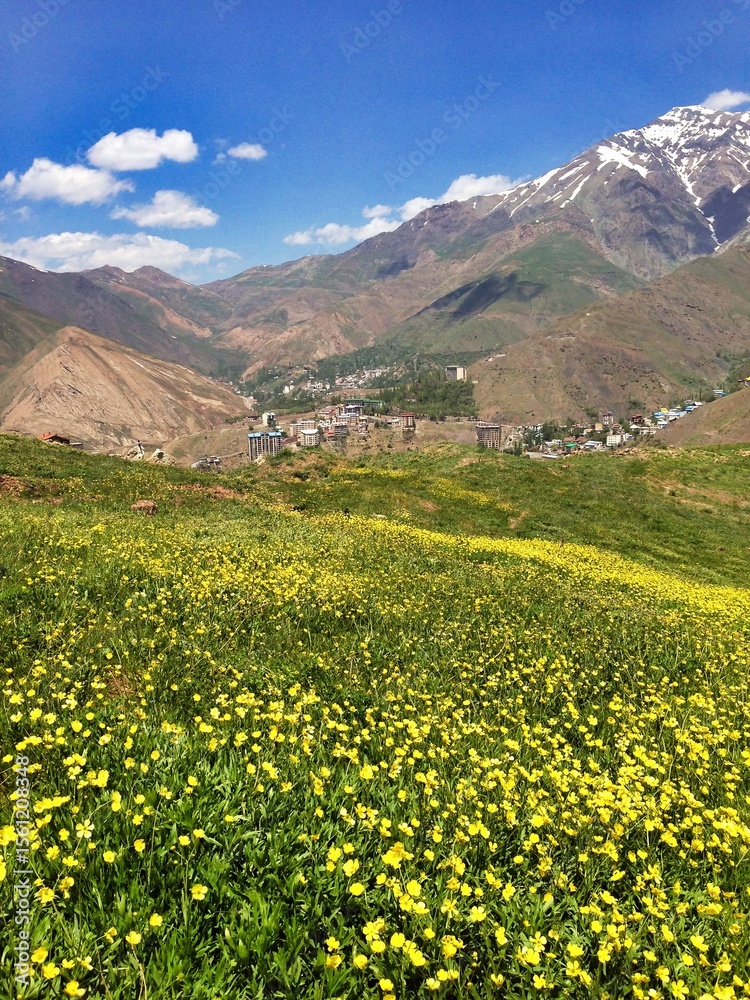 Fototapeta premium mountain landscape with yellow flowers