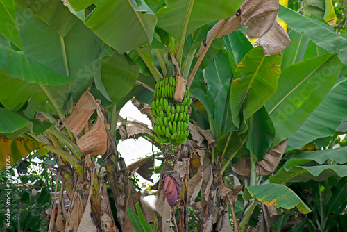 banana tree in the garden
