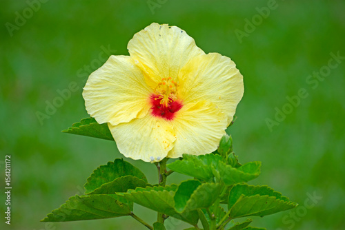 hibiscus