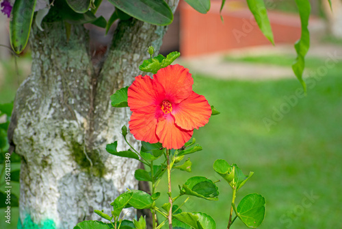 hibiscus