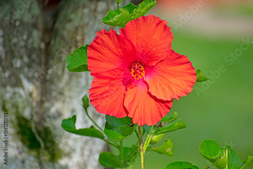 hibiscus