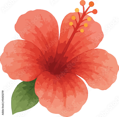 Watercolor illustration of a vivid red hibiscus flower isolated on white background
