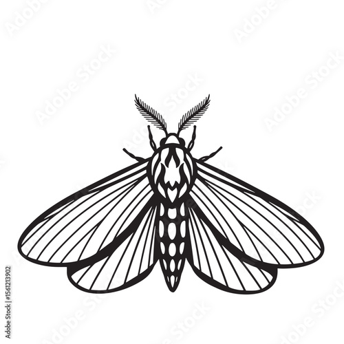 Detailed black and white vector illustration of a moth with intricate wing patterns