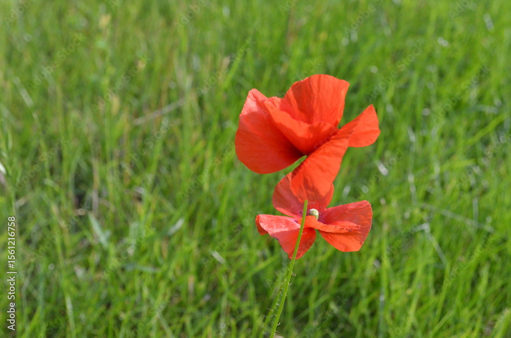 Obraz premium A vibrant red poppy in a field of green grass under sunlight