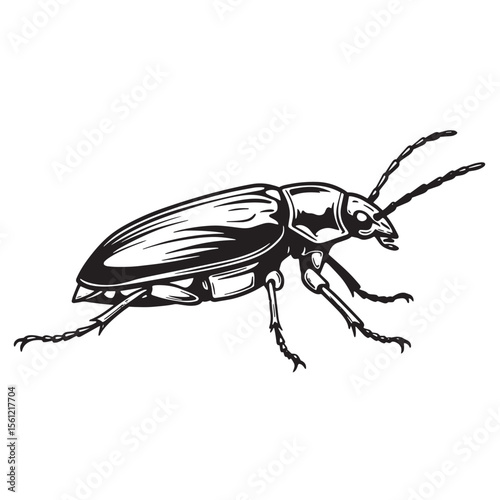 Vector illustration of a detailed monochrome beetle insect with intricate body features isolated