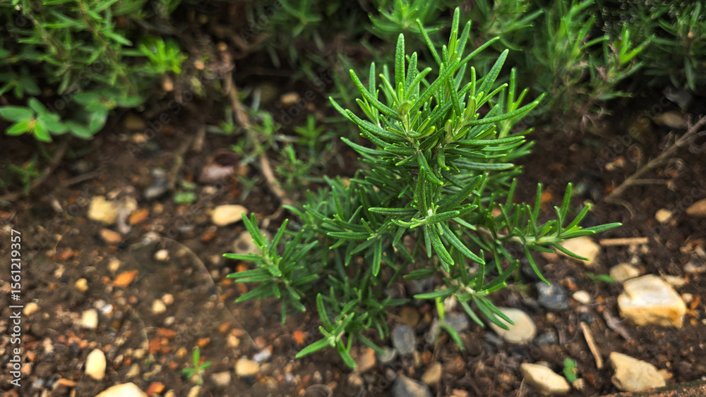 Close-up of a young rosemary herb plant growing in outdoor garden soil, ideal for culinary, herbal, and natural gardening themes Close-up of a young rosemary herb plant growing in outdoor garden soil, ideal for culinary, herbal, and natural gardening themes