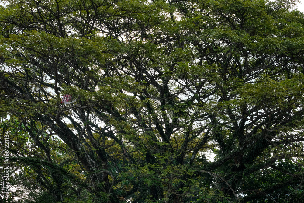 Obraz premium Lush Green Tree Canopy with Interwoven Branches and Bright Natural Light