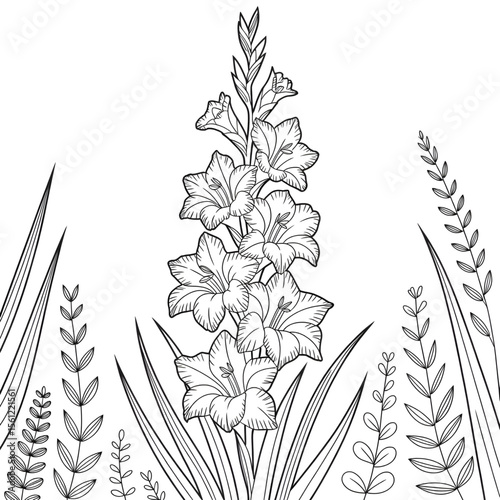 Gladiolus flower line drawing coloring mandala