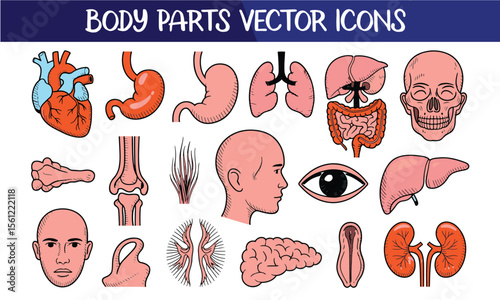 "Human Body Vector Icons, Organs Clipart ,Colorful Anatomy Icons of Stomach, Lungs, Brain, Eye, Skull, Spine & More for Educational Use"