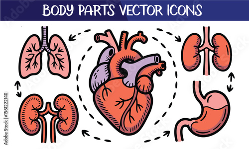 "Human Body Vector Icons, Organs Clipart ,Colorful Anatomy Icons of Stomach, Lungs, Brain, Eye, Skull, Spine & More for Educational Use"