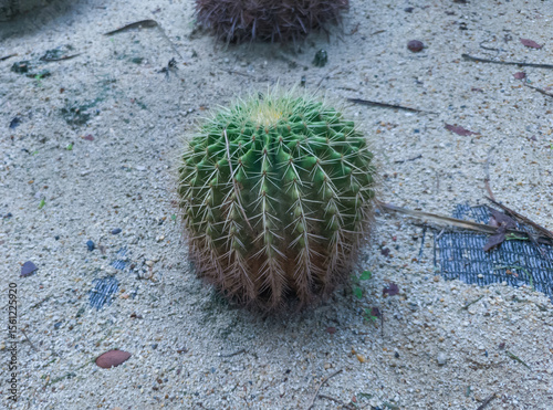 Close-up of a tropical shrub. golden barrel cactus plants in a garden or public park photo