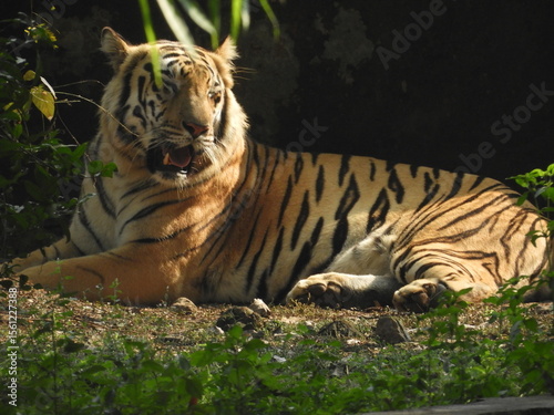 tiger in the zoo HD Image Photo Background