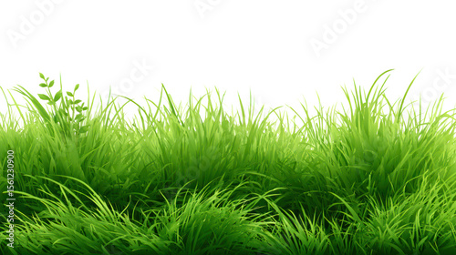 Lawn grass in summer, illustration nature green field texture, meadow in spring, summer grass on ground, seasonal for four seasons with isolated on transparent background for Sale Banner, Template 