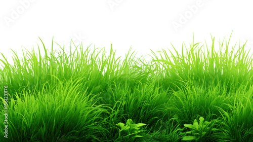 Lawn grass in summer, illustration nature green field texture, meadow in spring, summer grass on ground, seasonal for four seasons with isolated on transparent background for Sale Banner, Template 
