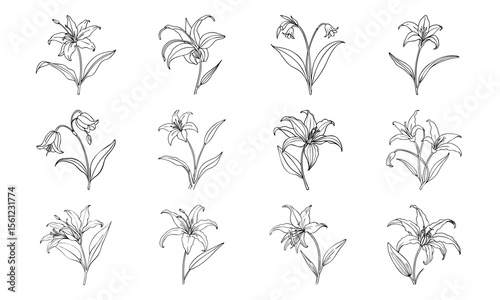 Bundleglory Lily Curved Petals Flat Crimson And Yellow Glory Lily Curved Petals Fla 6