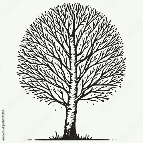 Birch Tree with White Bark