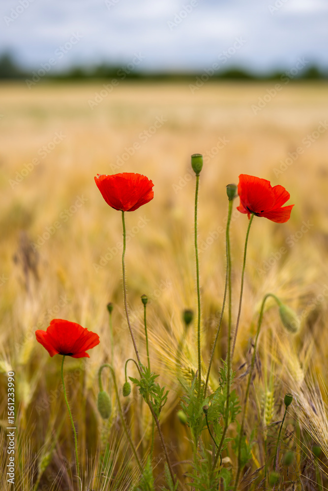 Obraz premium Mohnblumen in einem Getreidefeld