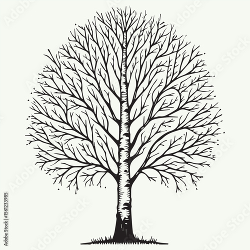 Birch Tree with White Bark