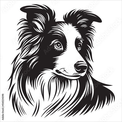 Border Collie Dog Outline Vector Illustration