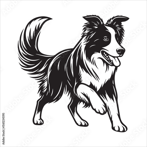 Border Collie Dog Outline Vector Illustration