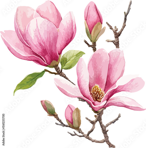 Watercolor Magnolia Flowers and Buds Isolated on White Background Illustration