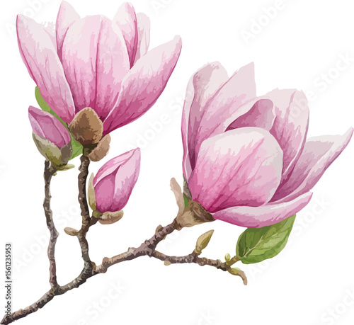Watercolor Pink Magnolia Blossom Branch with Buds and Leaves Illustration