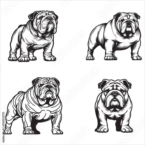 Bulldog Minimalist Line Art Vector