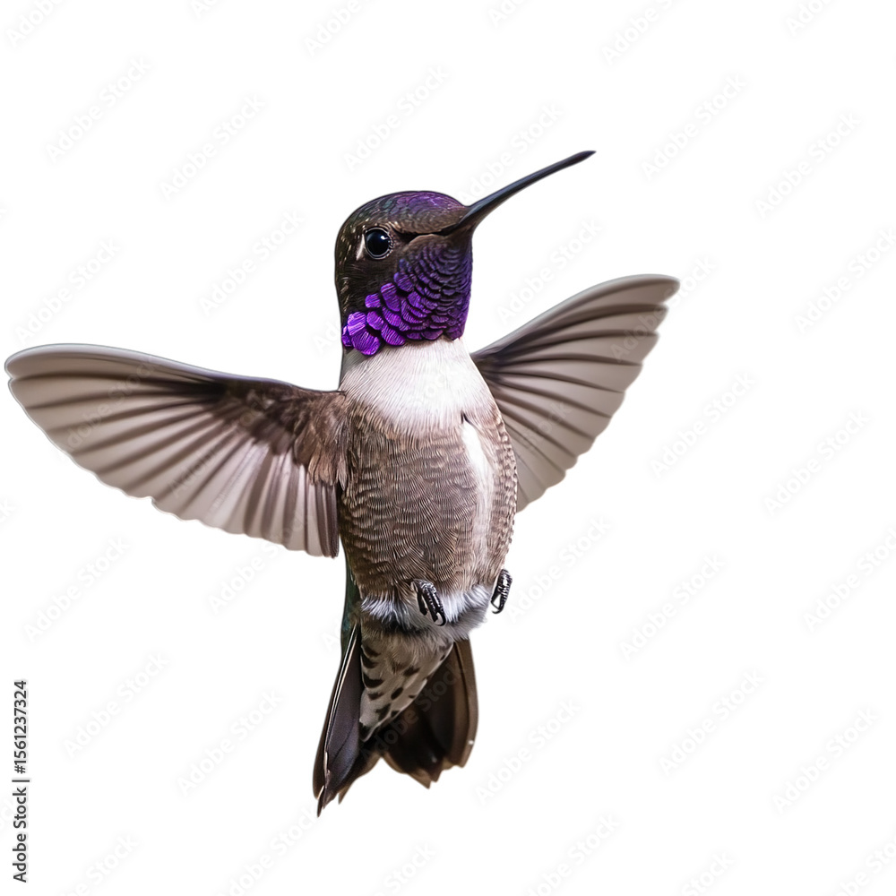 Obraz premium Hummingbird in Flight with Books and Brain Transport Background and Delicate Wings
