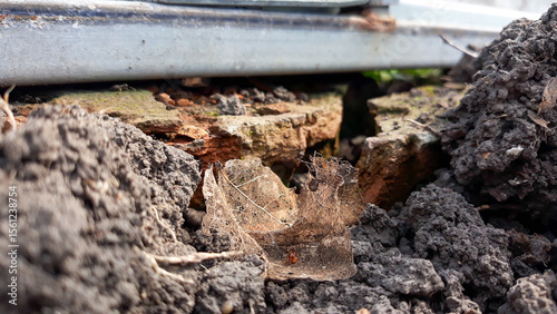 Wallpaper Mural the skeleton of a dead leaf Torontodigital.ca