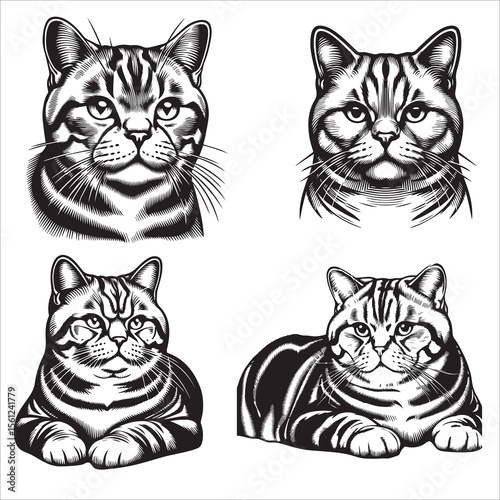 American Shorthair Cat Outline Vector Art