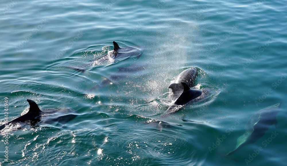Fototapeta premium dolphin in the water