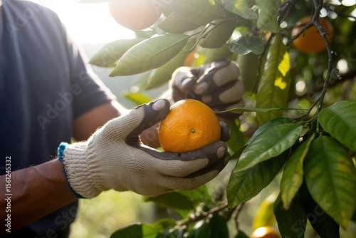 Harvest fresh oranges from a tree in an organic fruit farm
