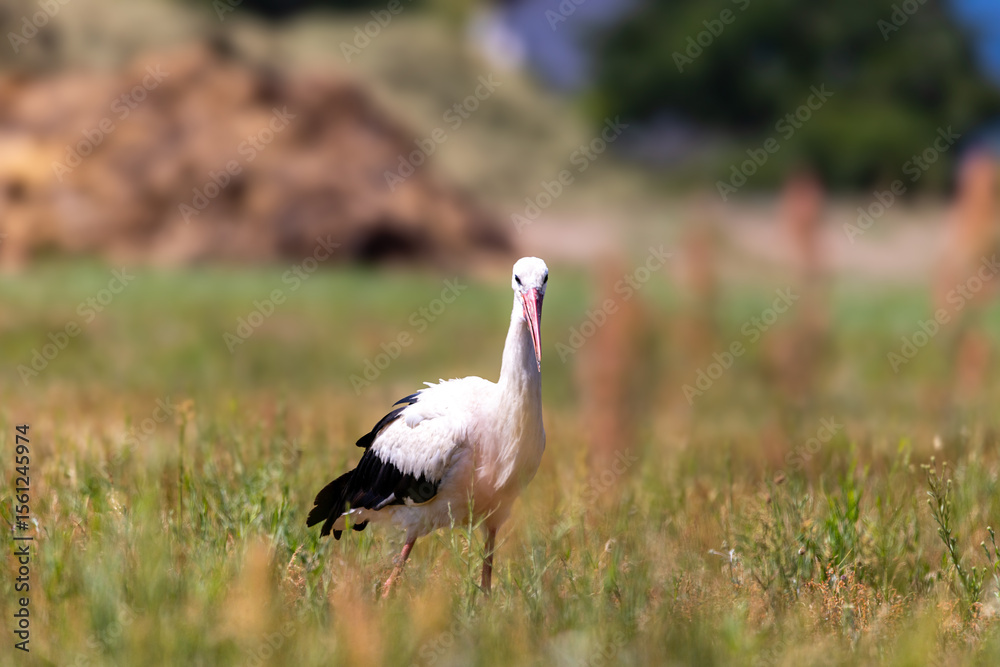 Fototapeta premium Aufnahme Storch auf einer Wiese