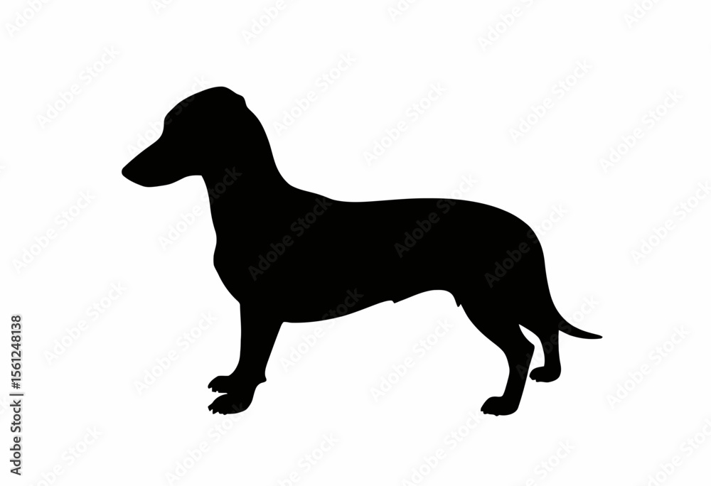 Dachshund silhouette standing confidently against white background Dachshund silhouette standing confidently against white background