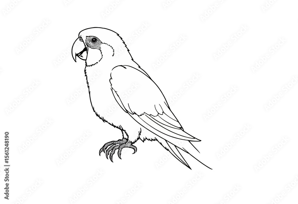 Fototapeta premium Outline of a parrot standing with detailed feathers and expression 