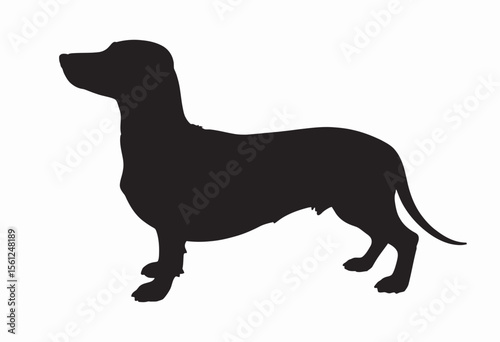 Black silhouette of a dachshund dog standing on white background  