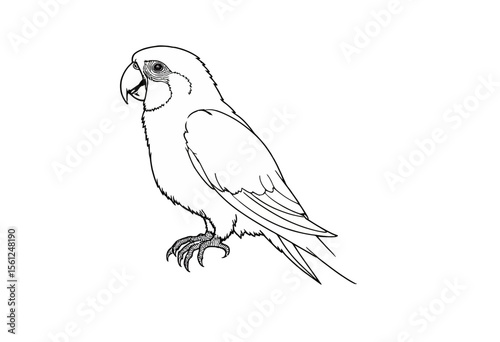 Outline of a parrot standing with detailed feathers and expression  